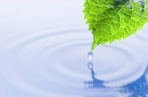 Leaf, drop of water dripping onto surface of pond